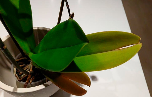 ¿Por qué se agrietan las hojas de las orquídeas? Causas y soluciones